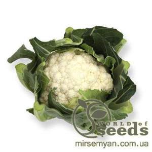 Капуста цветная Шамборд F1 2500 семян. (Rijk Zwaan)