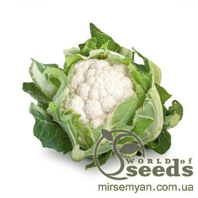 Капуста цветная Сантамария F1 1000 семян. (Rijk Zwaan) Капуста цветная Сантамария F1 1000 семян. (Rijk Zwaan)