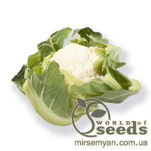 Капуста цветная Церси F1 2500 семян. (Rijk Zwaan)