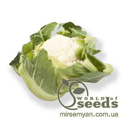 Капуста цветная Церси F1 1000 семян. (Rijk Zwaan) Капуста цветная Церси F1 1000 семян. (Rijk Zwaan)
