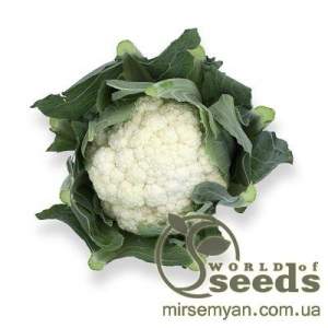 Капуста цветная Стабилис F1 2500 семян. (Rijk Zwaan)