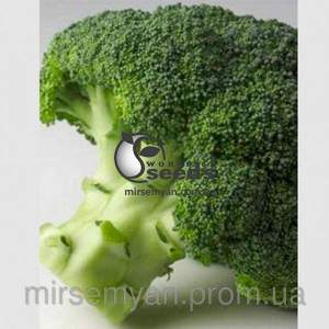 Капуста брокколи Агаси F1 1000 семян. (Rijk Zwaan)