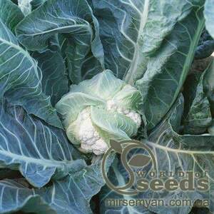 Капуста цветная Лекану F1, 2500 семян. (Syngenta) Капуста цветная Лекану F1, 2500 семян. (Syngenta)