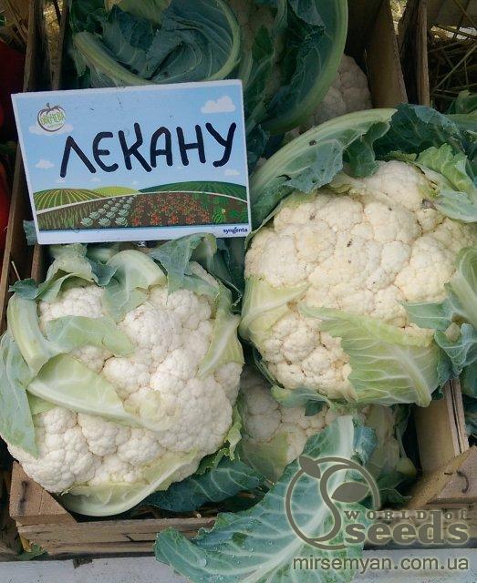 Капуста цветная Лекану F1, 2500 семян. (Syngenta) Капуста цветная Лекану F1, 2500 семян. (Syngenta)