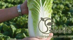 Капуста пекинская Билко F1 10 000 семян. (Bejo) Капуста пекинская Билко F1 10 000 семян. (Bejo)