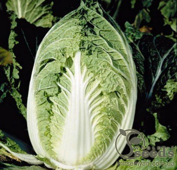 Капуста пекинская Эмико F1 2500 семян. (Bejo) Капуста пекинская Эмико F1 2500 семян. (Bejo)