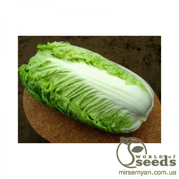 Капуста пекинская Пацифико F1 2500 семян. (Bejo) Капуста пекинская Пацифико F1 2500 семян. (Bejo)