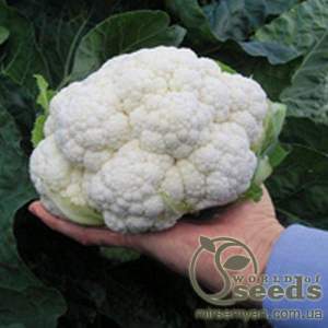 Капуста цветная Альтамира 2500 семян. (Bejo)