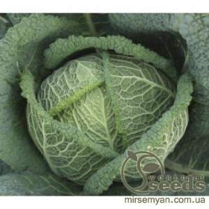 Капуста савойская Вироса F1 2500 семян. (Bejo)