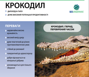 Свекла сахарная Крокодил (драже) 1кг Свекла сахарная Крокодил (драже) 1кг