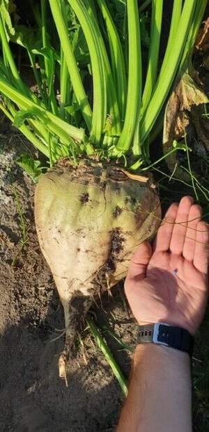 Свекла сахарная Крокодил (драже) 1кг Свекла сахарная Крокодил (драже) 1кг