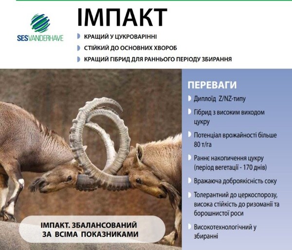 Семена свеклы сахарной Семена свеклы сахарной