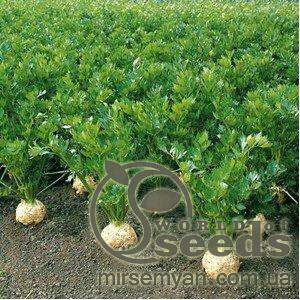 Сельдерей Бриллиант (корневая) 10 000 семян. (Bejo)