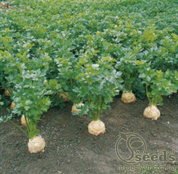 Сельдерей Бриллиант (корневая) 10 000 семян. (Bejo) Сельдерей Бриллиант (корневая) 10 000 семян. (Bejo)