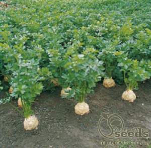 Сельдерей Бриллиант (корневая) 10 000 семян. (Bejo)