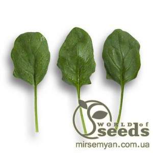 Шпинат Боа F1 25 000 семян.  (Rijk Zwaan) Шпинат Боа F1 25 000 семян.  (Rijk Zwaan)