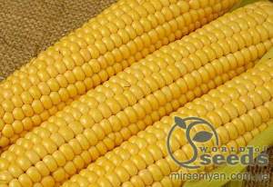 Кукуруза Ароматная (сахарная), кг