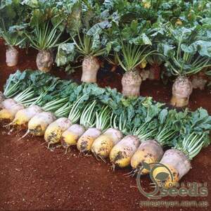 Свекла Урсус Поли кормовая 20кг Original