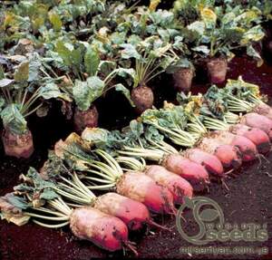 Свекла Рекорд Поли кормовая (фермер) 20кг Свекла Рекорд Поли кормовая (фермер) 20кг