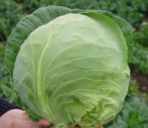 Капуста Оракл 1000 семян. (Clause) Капуста Оракл 1000 семян. (Clause)