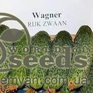 Огурец Компонист F1 250 семян. (Rijk Zwaan) Огурец Компонист F1 250 семян. (Rijk Zwaan)