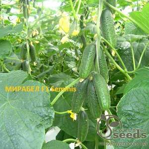 Огурец Мирабелл F1 10 семян. А