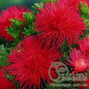 Астра Идеал красная 0,1г А