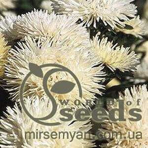 Астра Идеал кремовая 0,1г А