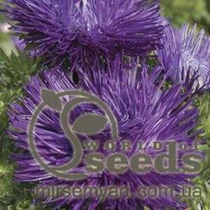 Астра Идеал насыщенно-лиловая 0,1г А