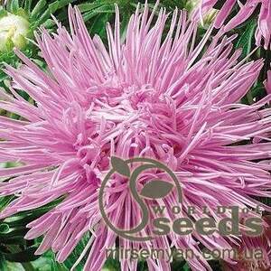 Астра Идеал розовая 0,1г А