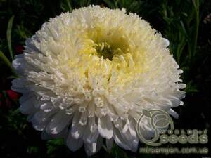 Астра Принцесса белая 0,2г А Астра Принцесса белая 0,2г А