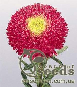 Астра Принцесса алая 0,2г А