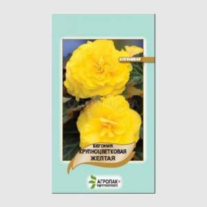 Бегония крупно цветковая (жёлтая), 20 семян А