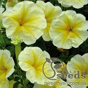 Петуния великокв. Лавина желтая звезда 20 cемян. A Петуния великокв. Лавина желтая звезда 20 cемян. A