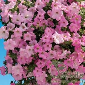 Петуния ампельная (сурфиния) Даймонд Перли F1 5 cемян. А Петуния ампельная (сурфиния) Даймонд Перли F1 5 cемян. А