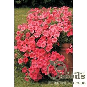 Петуния ампельно (сурфиния) Салмон Вельвет F1 5 cемян. А Петуния ампельно (сурфиния) Салмон Вельвет F1 5 cемян. А