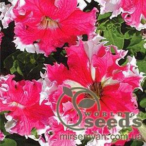 Петуния "Коркулка" 20н А