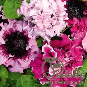 Петуния Черниго Триумф (гибридная) 20 cемян. А