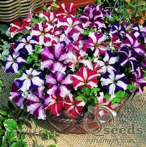 Петуния Звезда, смесь (гибридная) 20 cемян.А