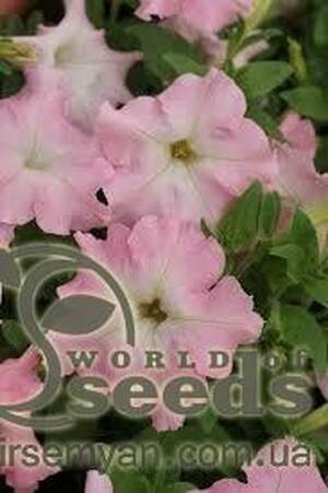 Петуния Мистрал Перли F1 20 cемян. А Петуния Мистрал Перли F1 20 cемян. А