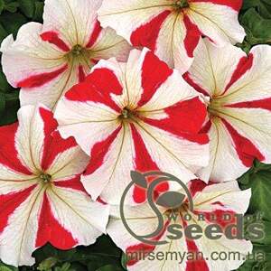 Петуния Усмев F1 20 cемян. А