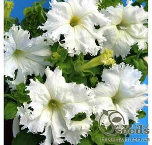 Петуния Афродита белая F1 10 cемян. А Петуния Афродита белая F1 10 cемян. А
