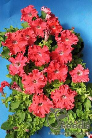 Петуния Афродита лососевая F1 10 cемян. А Петуния Афродита лососевая F1 10 cемян. А