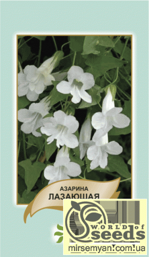 Азарина ползучая 20 семян. А Азарина ползучая 20 семян. А