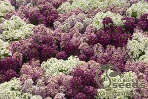 Алисум Магический круг (смесь) 0,2г