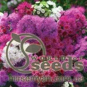 Алисум Магический круг, смесь 3г А