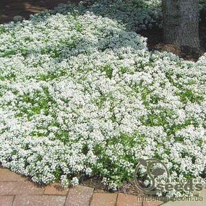 Алисум Снежный ковер 0,2г А Алисум Снежный ковер 0,2г А