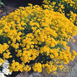 Алиссум Скальный 0,1г А