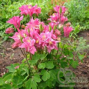 Аквилегия Розовая королева 0,2г А