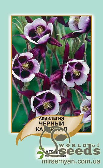 Аквилегия Черный кардинал 0,1г А Аквилегия Черный кардинал 0,1г А